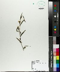 Ludwigia decurrens image