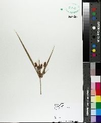 Cyperus retrorsus image