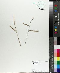 Paspalum floridanum image