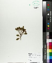 Ludwigia adscendens image