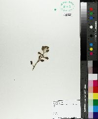 Ludwigia adscendens image