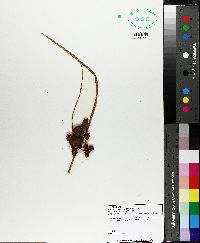 Bolboschoenus robustus image