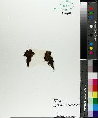 Salvinia auriculata image
