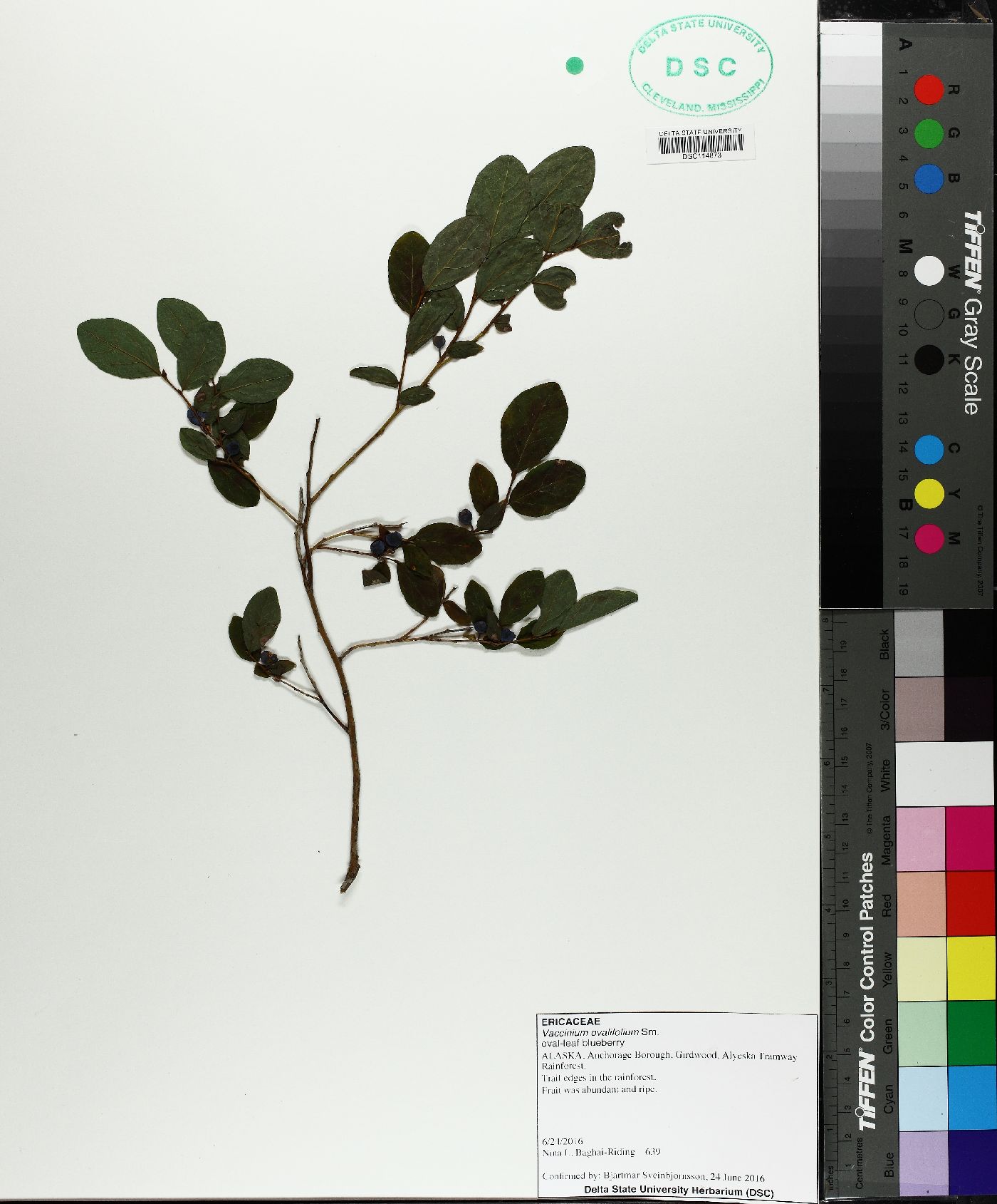 Vaccinium ovalifolium image