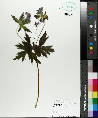 Geranium erianthum image