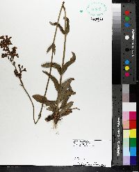 Penstemon laevigatus image