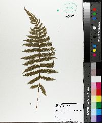 Thelypteris kunthii image