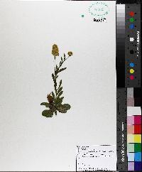 Polygala lutea image