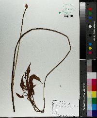 Arisaema dracontium image