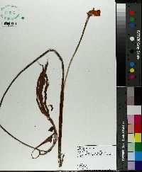 Arisaema dracontium image