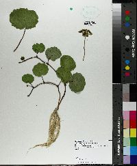 Hydrocotyle bonariensis image