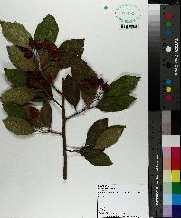 Crataegus x haemacarpa image