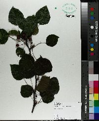 Pyrus calleryana image