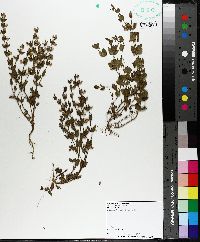 Scutellaria parvula image