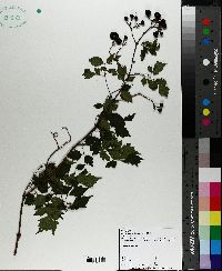 Ampelopsis arborea image