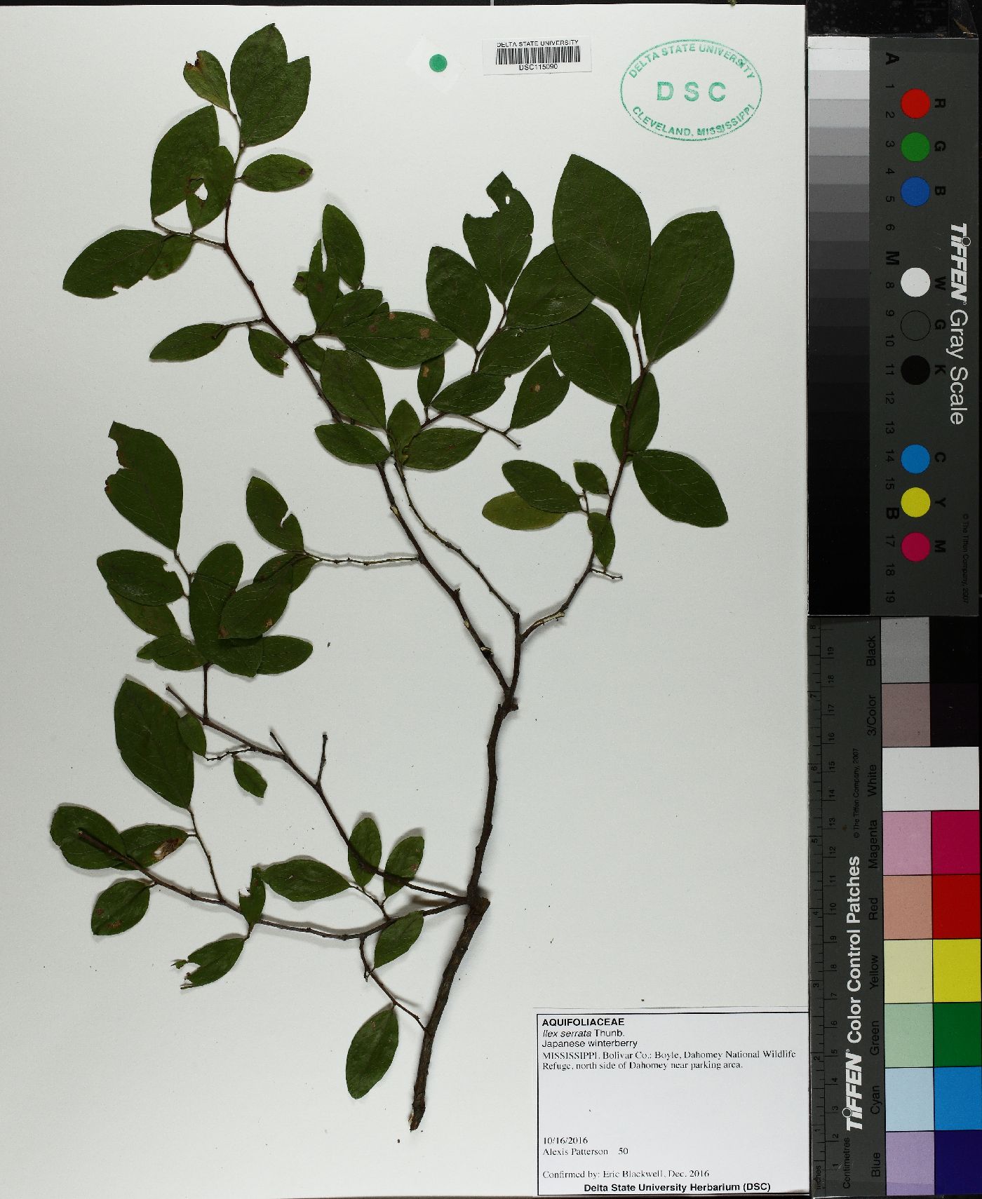 Ilex serrata image