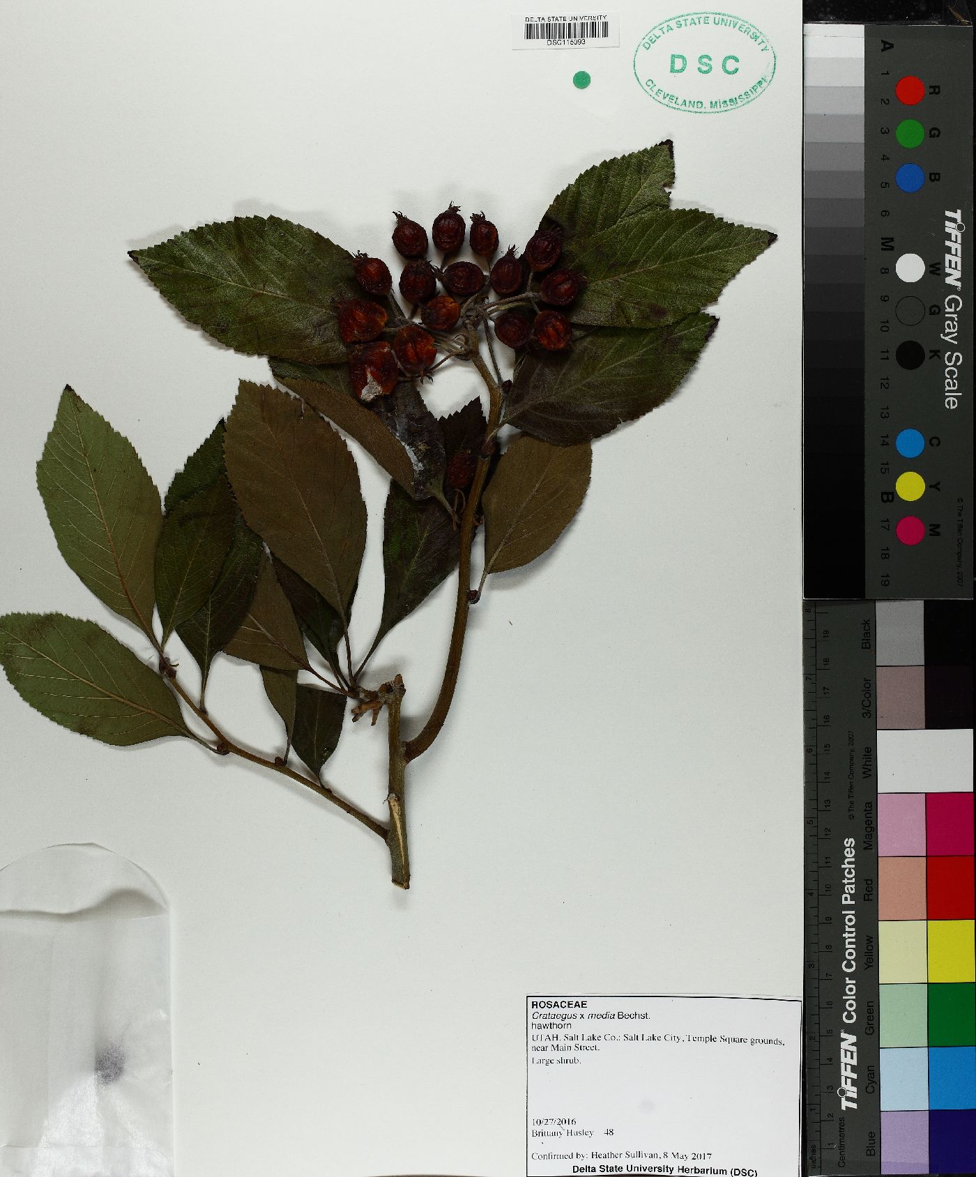 Crataegus x haemacarpa image