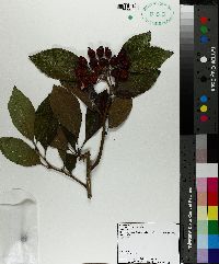 Crataegus x haemacarpa image