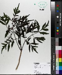 Sambucus nigra image