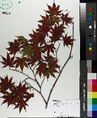 Acer palmatum image