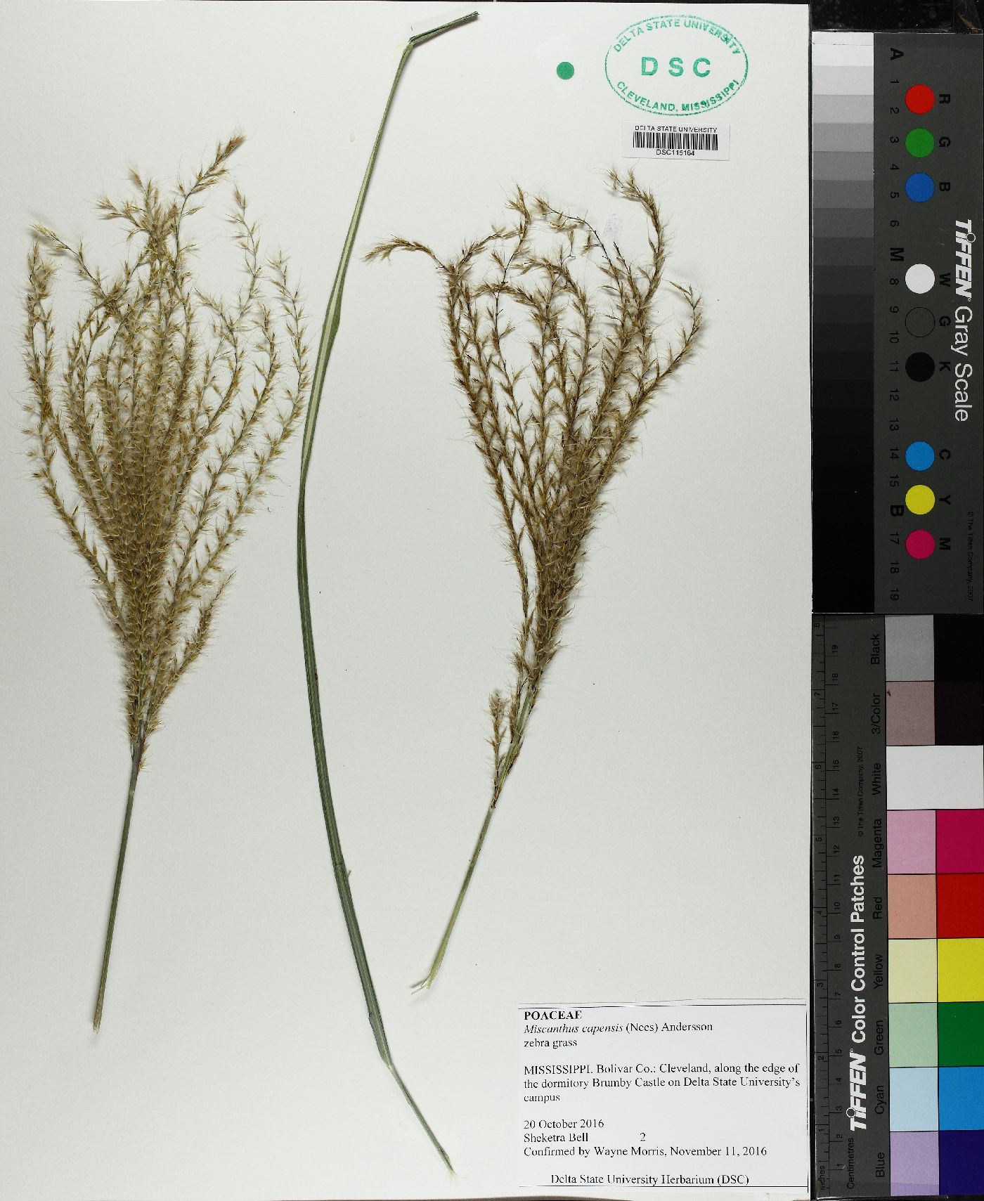 Miscanthus capensis image