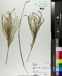 Image of Miscanthus capensis