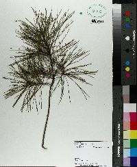 Pinus clausa image