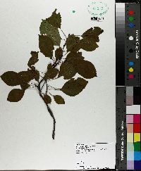 Malus angustifolia image