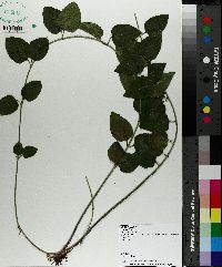 Vinca minor image