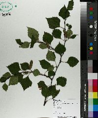 Betula kenaica image