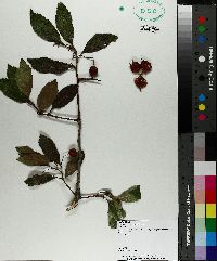 Crataegus x haemacarpa image
