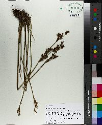 Juncus trigonocarpus image