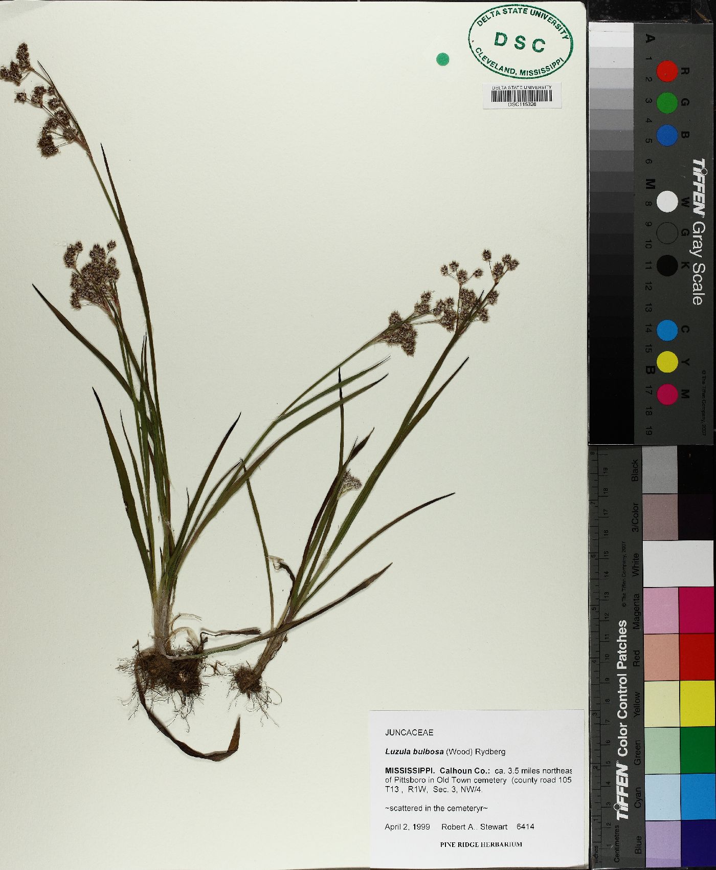 Luzula bulbosa image