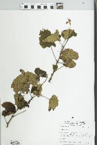 Vitis vulpina image