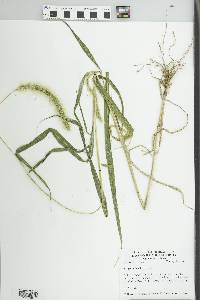 Setaria faberi image