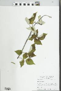 Rubus occidentalis image