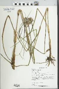 Tradescantia ohiensis image