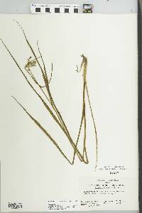 Tradescantia ohiensis image