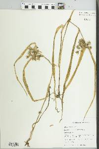 Tradescantia virginiana image