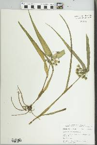 Tradescantia virginiana image