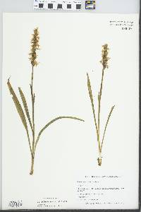 Spiranthes cernua image