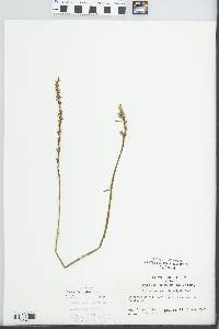 Spiranthes lacera image