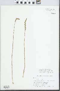 Spiranthes lacera image