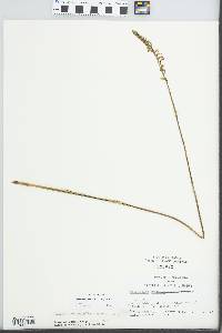 Spiranthes vernalis image