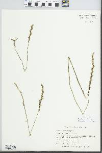 Spiranthes lacera image