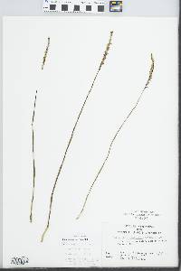 Spiranthes lacera var. gracilis image