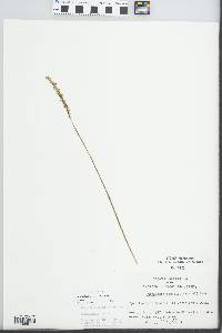 Spiranthes lacera var. gracilis image