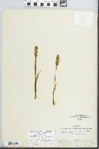 Spiranthes romanzoffiana image