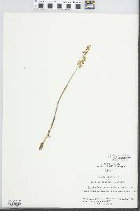 Corallorhiza odontorhiza image