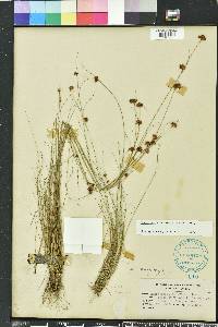 Rhynchospora filifolia image